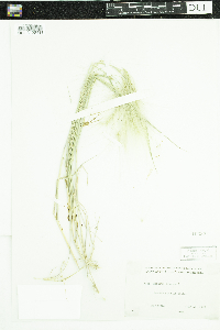 Hordeum jubatum image