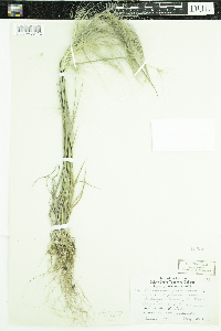 Hordeum jubatum image