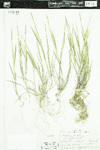 Hordeum jubatum image