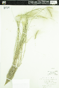 Hordeum jubatum image
