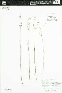 Juncus alpinoarticulatus image