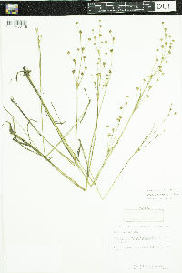 Juncus alpinoarticulatus image