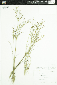 Juncus alpinoarticulatus image