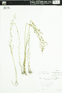 Juncus alpinoarticulatus image