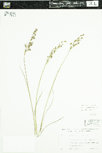 Juncus alpinoarticulatus image