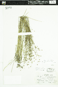 Juncus alpinoarticulatus image