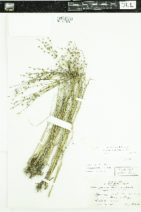 Juncus alpinoarticulatus image