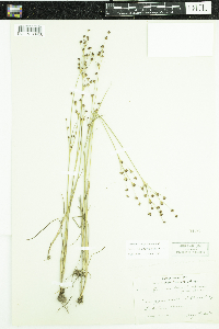 Juncus alpinoarticulatus image