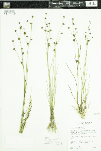 Media resource of Juncus alpinoarticulatus