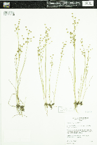 Thumbnail image of current specimen