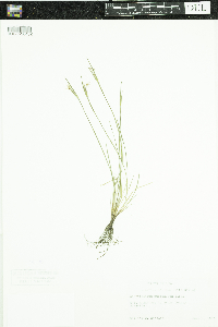 Sisyrinchium mucronatum image