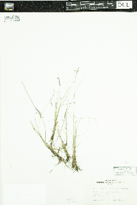 Sisyrinchium mucronatum image