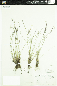 Sisyrinchium mucronatum image