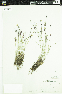 Sisyrinchium mucronatum image