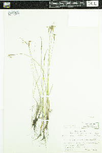 Sisyrinchium mucronatum image