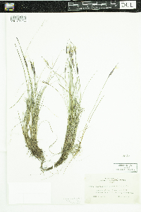 Sisyrinchium mucronatum image