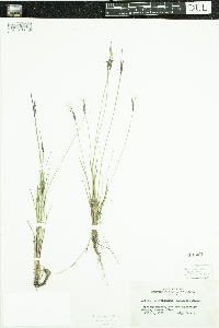Sisyrinchium mucronatum image