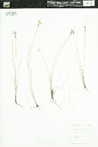 Sisyrinchium angustifolium image