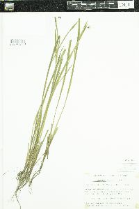 Sisyrinchium angustifolium image