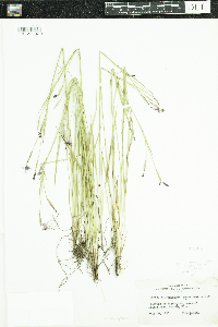 Sisyrinchium angustifolium image