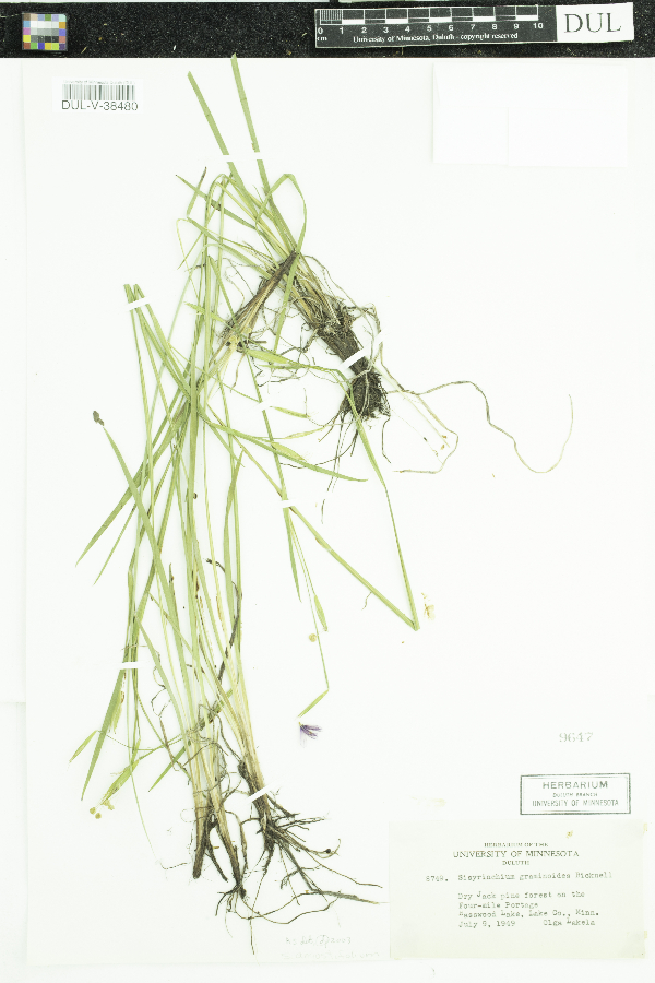 Sisyrinchium angustifolium image