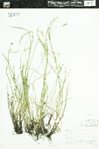 Sisyrinchium angustifolium image