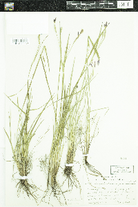 Sisyrinchium angustifolium image