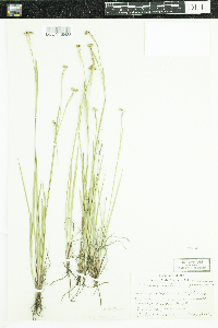 Sisyrinchium angustifolium image