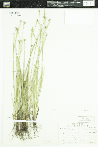 Sisyrinchium angustifolium image