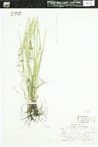 Sisyrinchium angustifolium image