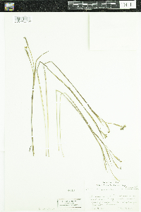 Sisyrinchium angustifolium image
