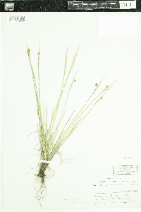 Sisyrinchium campestre image