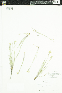 Sisyrinchium campestre image