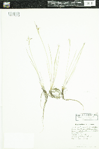 Sisyrinchium campestre image