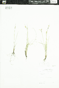 Sisyrinchium campestre image