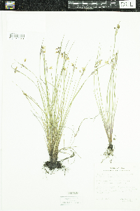 Sisyrinchium campestre image