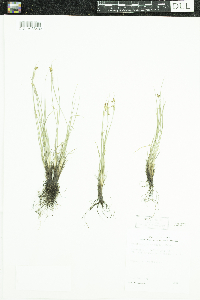 Sisyrinchium campestre image