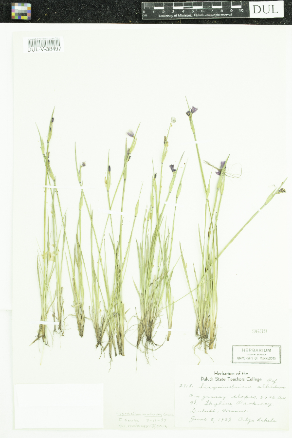 Sisyrinchium image