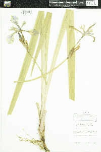 Iris versicolor image