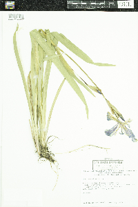 Iris versicolor image