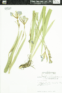 Iris versicolor image