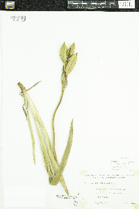 Iris versicolor image