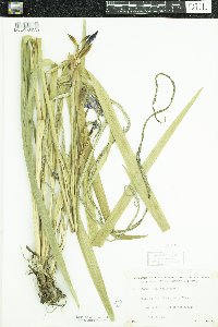 Iris versicolor image