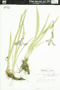 Iris versicolor image