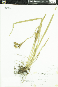 Iris versicolor image