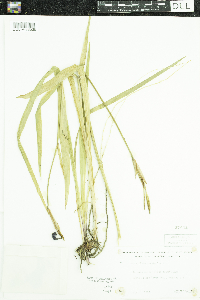 Iris versicolor image