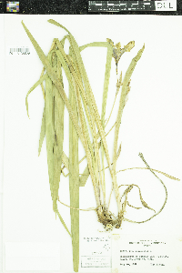 Iris versicolor image