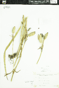 Iris versicolor image