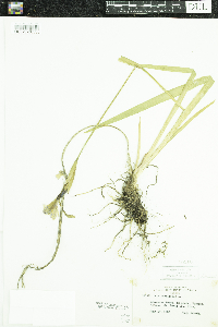 Iris versicolor image