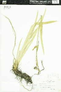 Iris versicolor image